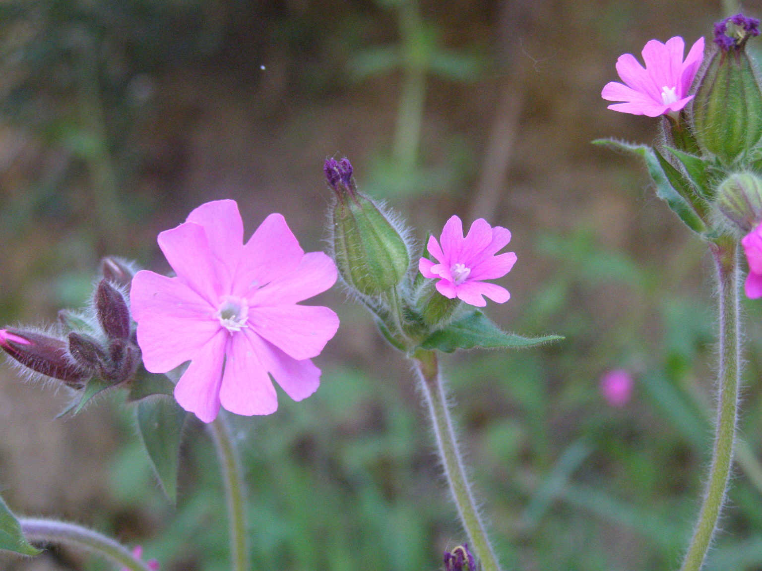 Silene dioica